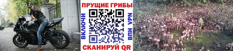 Псилоцибиновые грибы прущие грибы  как найти   Артёмовский 